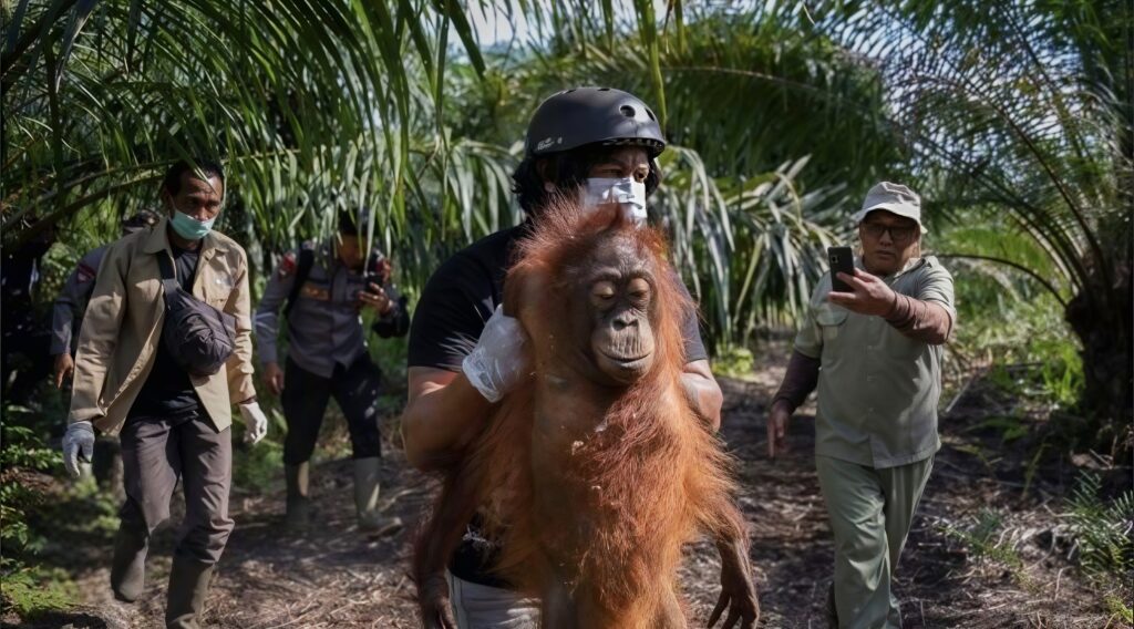 Jauh di Mata, Dekat di Aksi: Ini 4 Aksi Peduli Hutan dan Orang Utan Tanpa Turun ke Lapangan